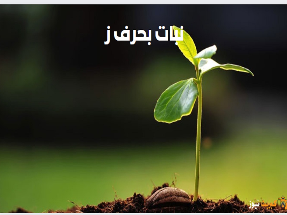 نبات بحرف ز