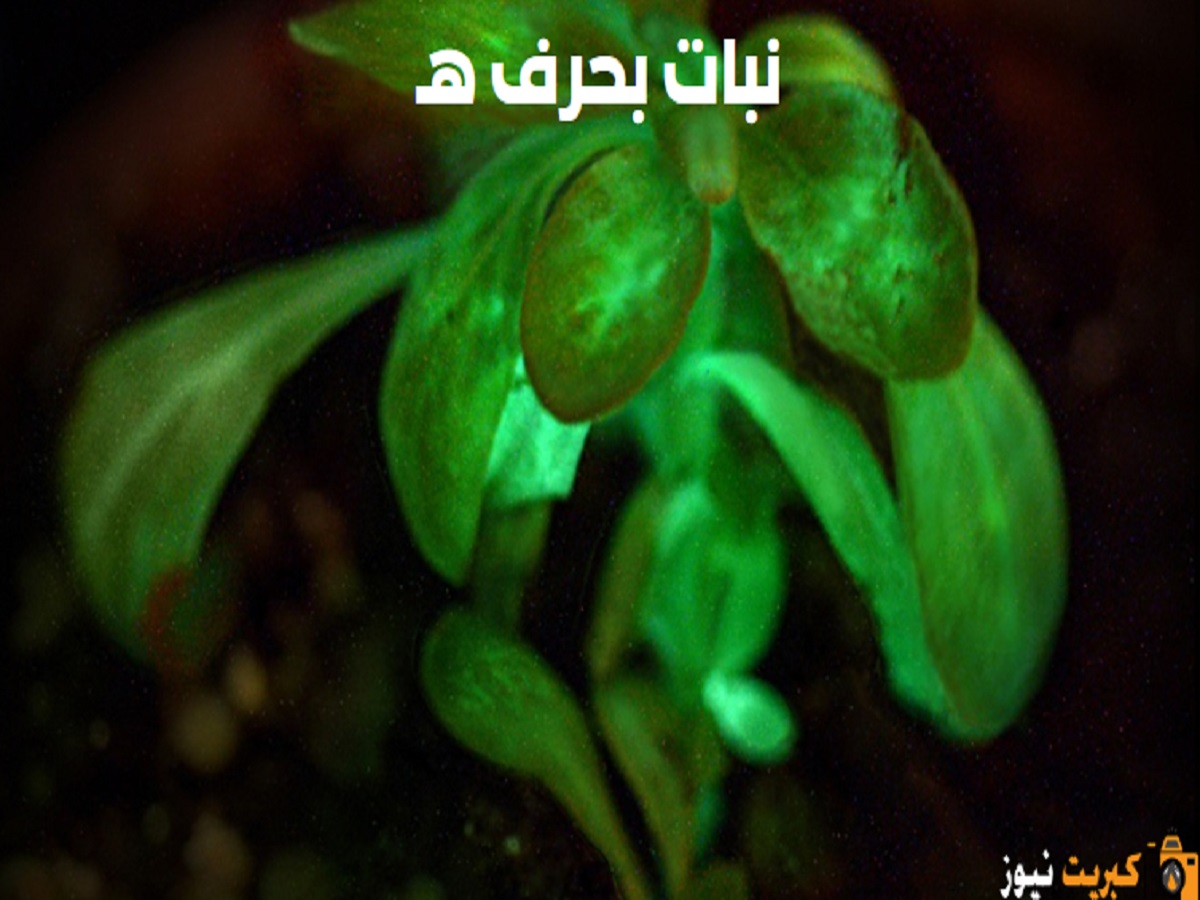 نبات بحرف هـ