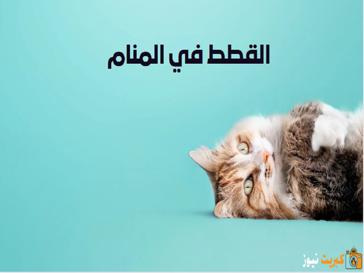 القطط الصغيرة في المنام