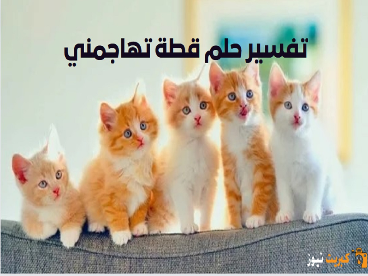 تفسير حلم قطة تهاجمني